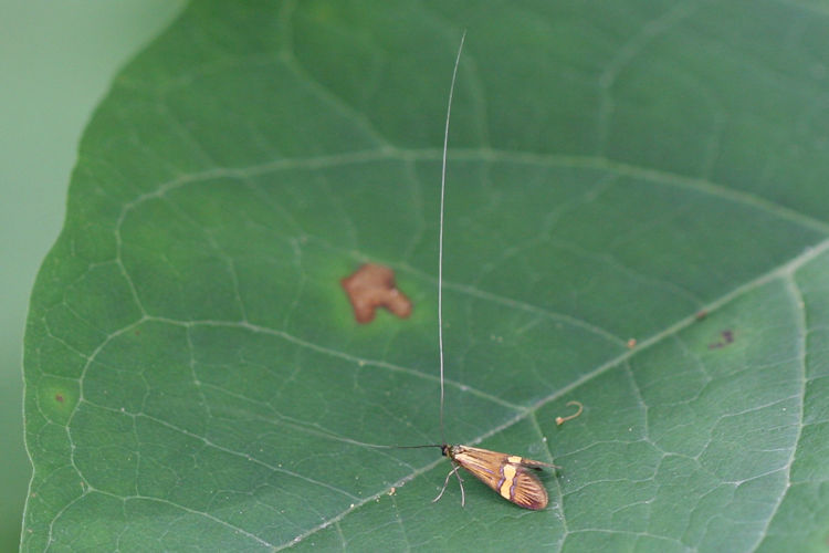 Nemophora degeerella: Bild 2