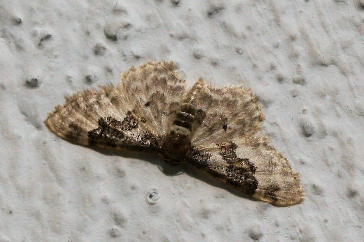 Idaea rusticata: Bild 7