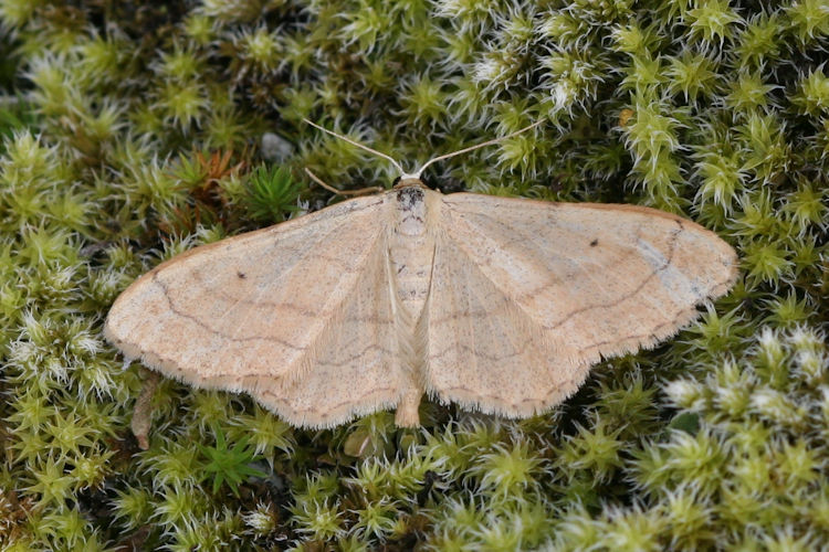 Idaea aversata: Bild 20