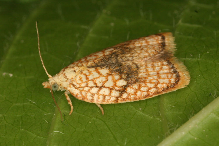 Acleris forsskaleana: Bild 2