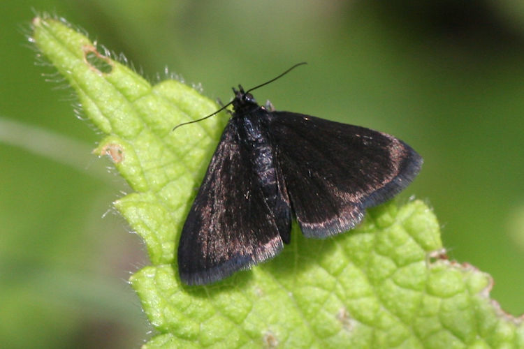 Pyrausta coracinalis: Bild 1