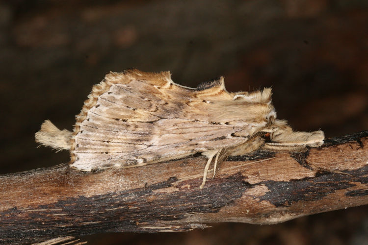 Pterostoma palpina: Bild 1