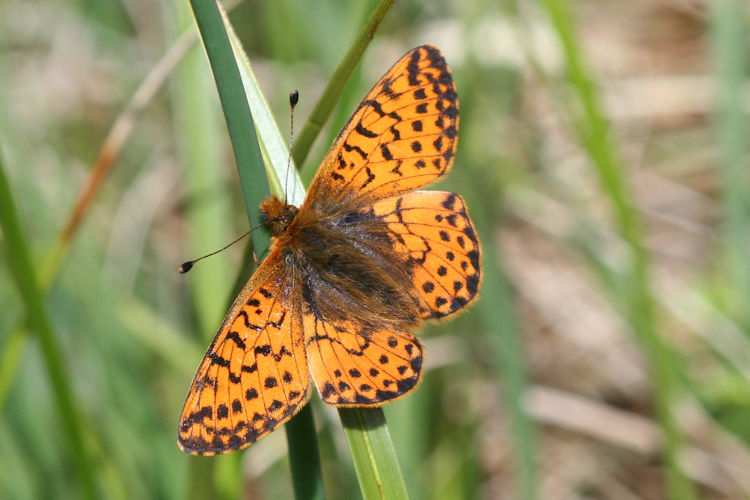 Boloria pales: Bild 3