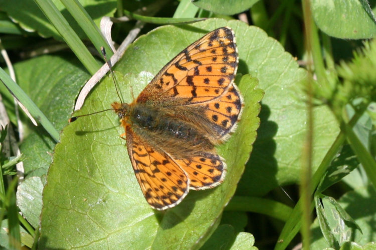 Boloria pales: Bild 8