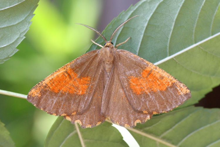Angerona prunaria: Bild 12