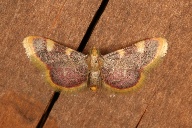 Hypsopygia costalis: Bild 1