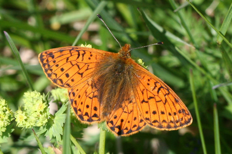 Boloria napaea: Bild 1