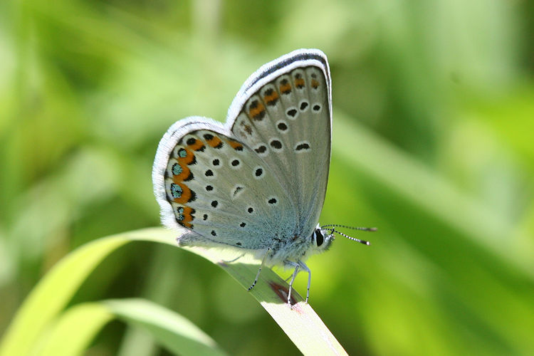 Plebejus argyrognomon: Bild 13