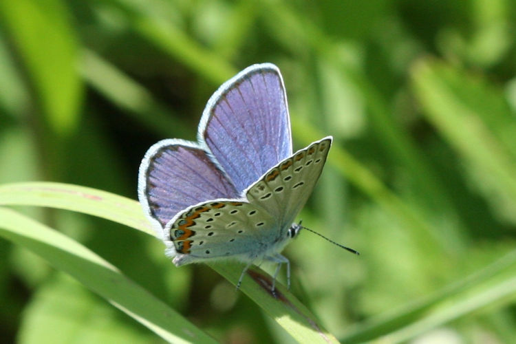 Plebejus argyrognomon: Bild 2