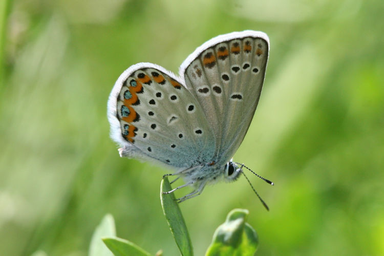 Plebejus argyrognomon: Bild 14