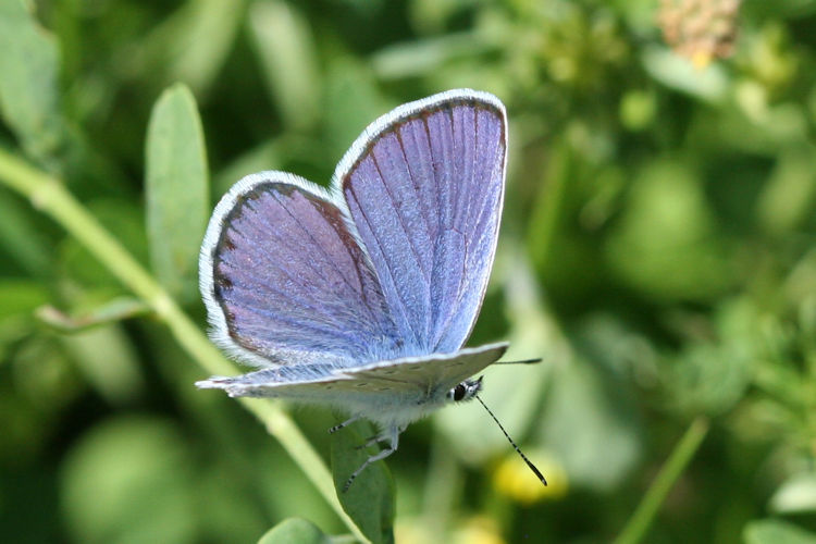 Plebejus argyrognomon: Bild 3