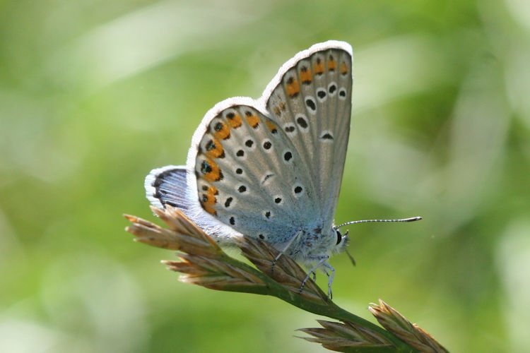 Plebejus argyrognomon: Bild 15