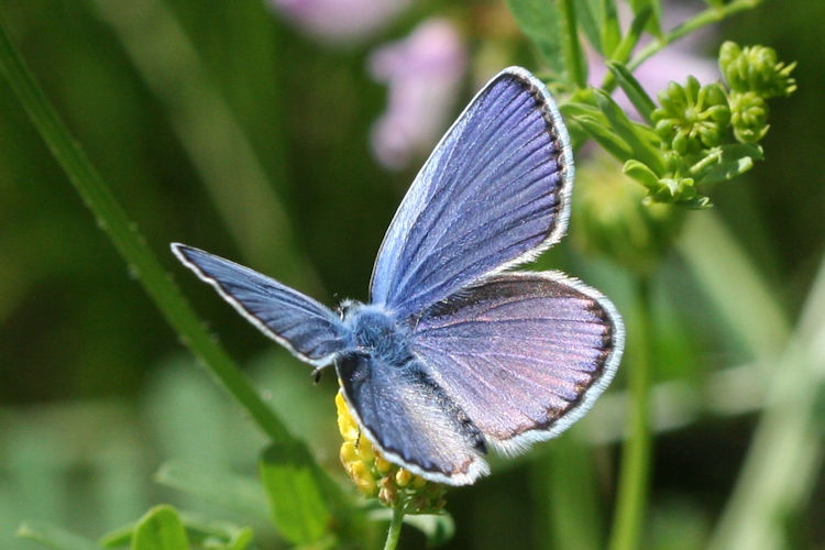 Plebejus argyrognomon: Bild 4