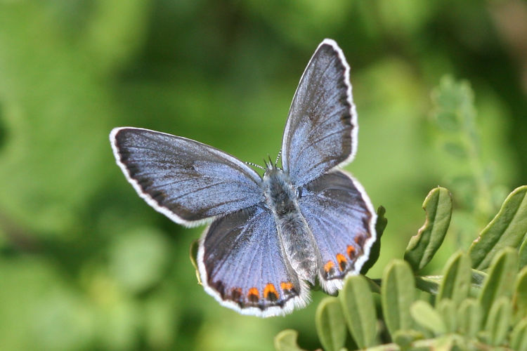 Plebejus argyrognomon: Bild 12