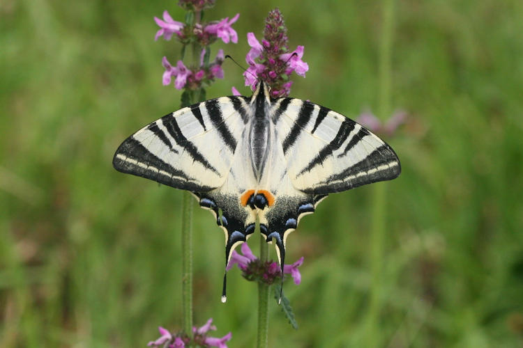 Iphiclides podalirius: Bild 18