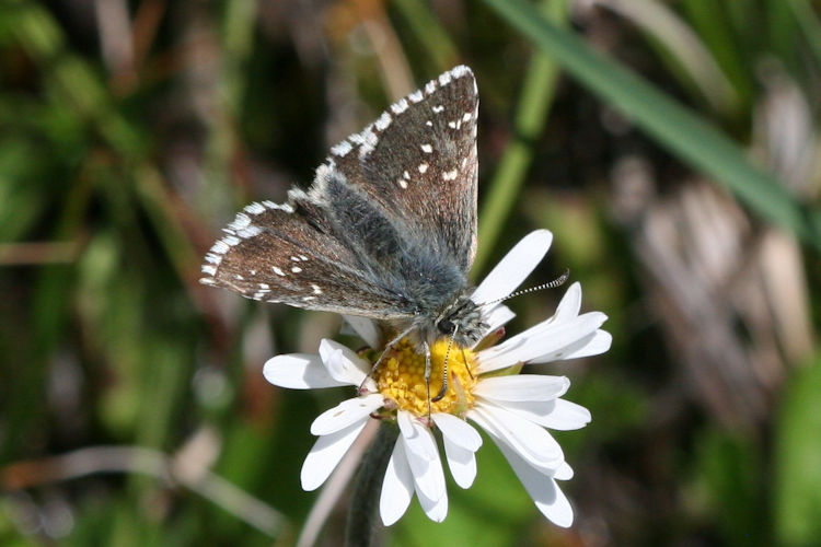 Pyrgus alveus: Bild 3