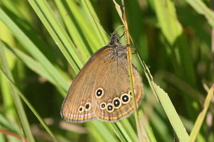 Coenonympha oedippus rhenana: Bild 7