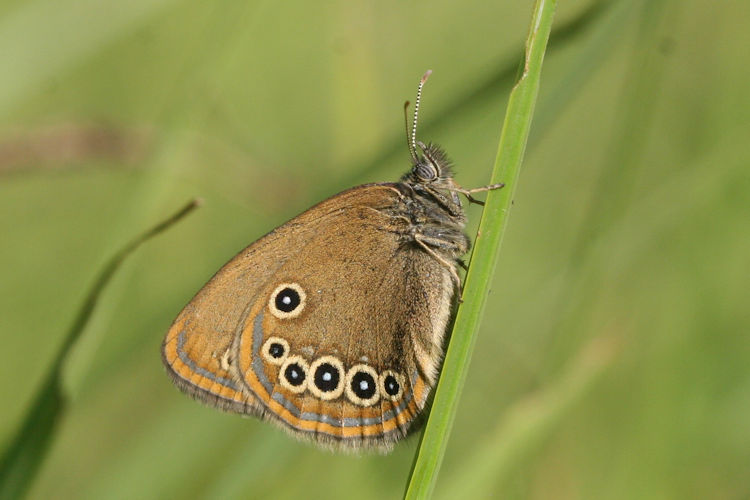 Coenonympha oedippus rhenana: Bild 3