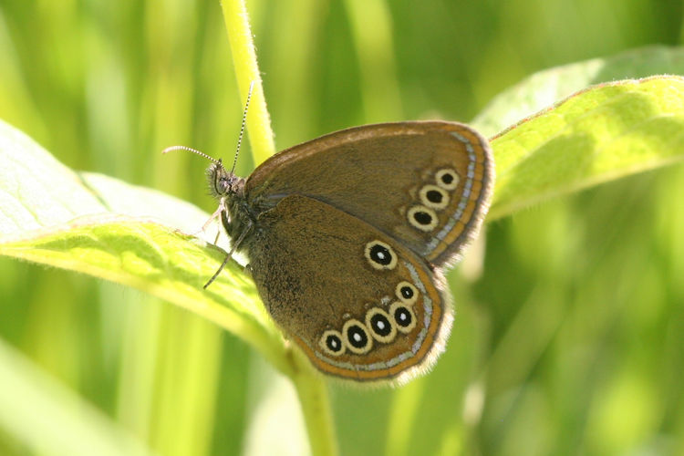 Coenonympha oedippus rhenana: Bild 1