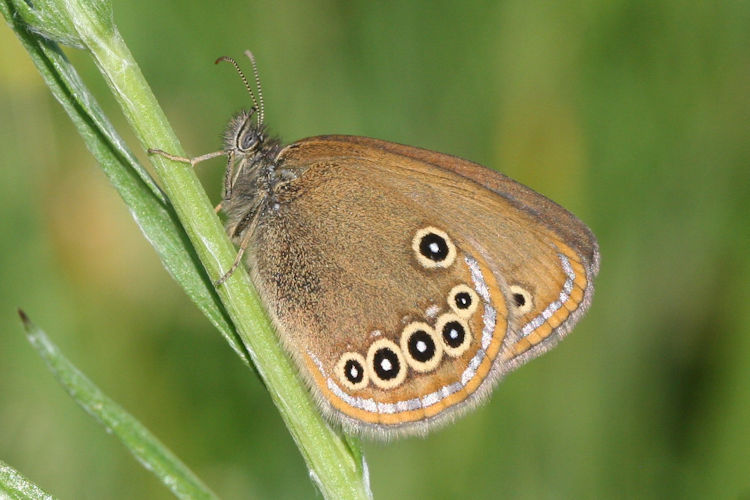 Coenonympha oedippus rhenana: Bild 9