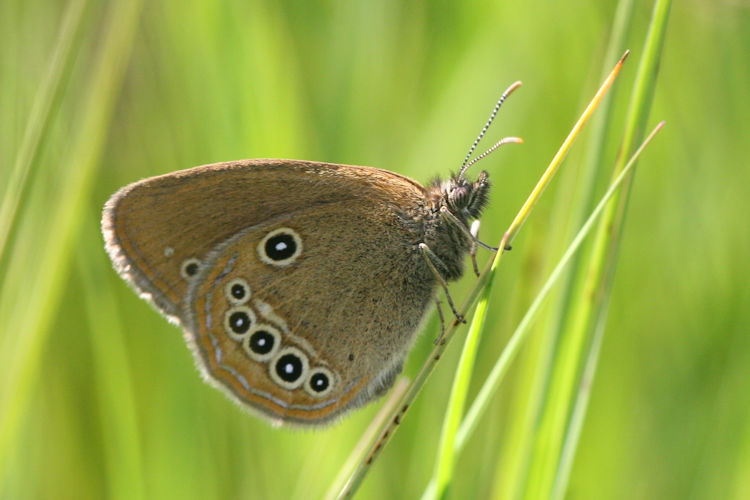 Coenonympha oedippus rhenana: Bild 8