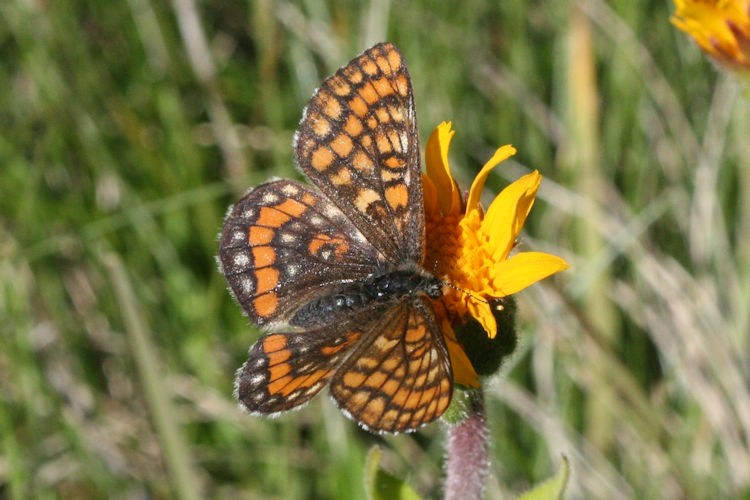 Euphydryas intermedia: Bild 1