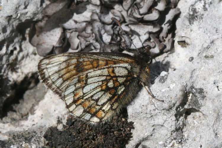 Melitaea asteria: Bild 3