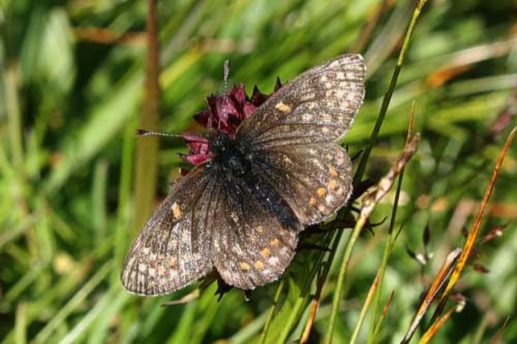 Melitaea asteria: Bild 2