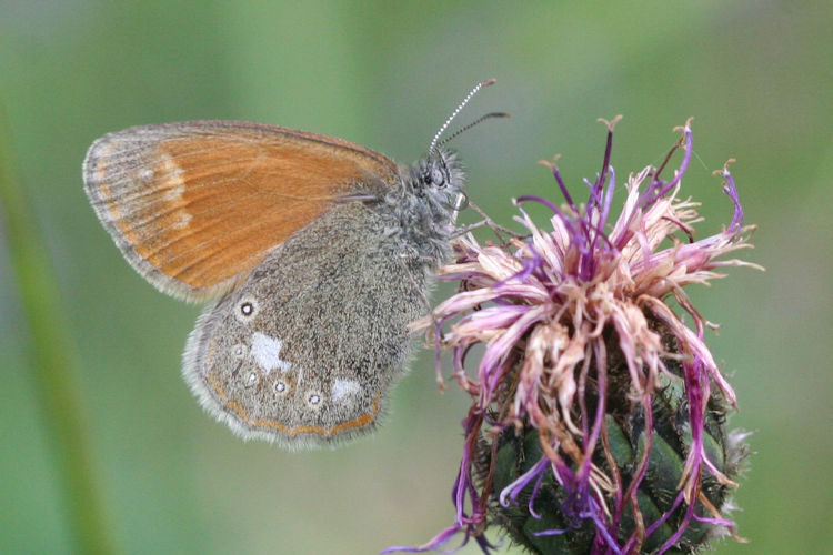 Coenonympha glycerion: Bild 2