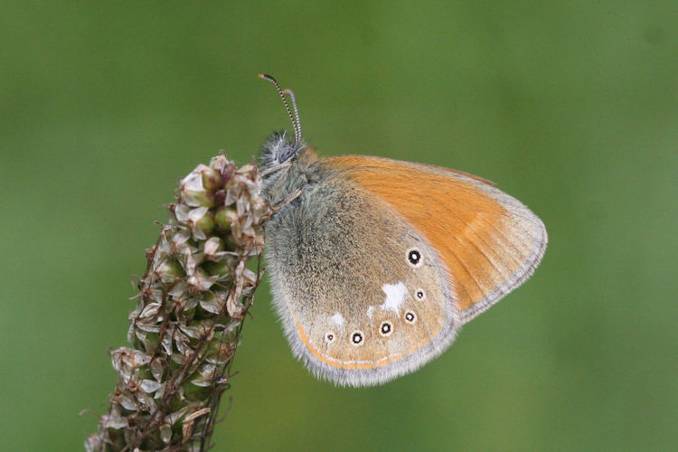 Coenonympha glycerion: Bild 4