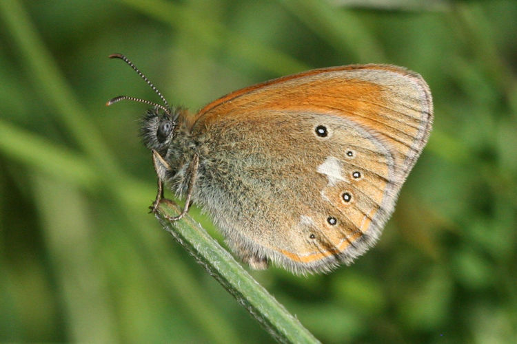 Coenonympha glycerion: Bild 5