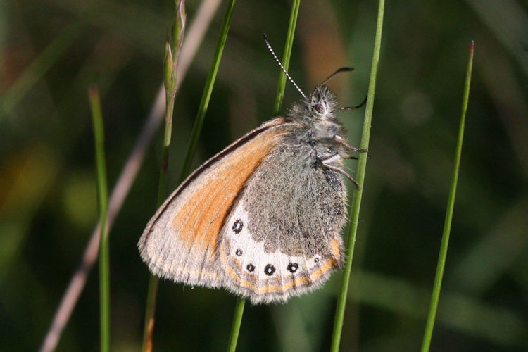 Coenonympha gardetta: Bild 9