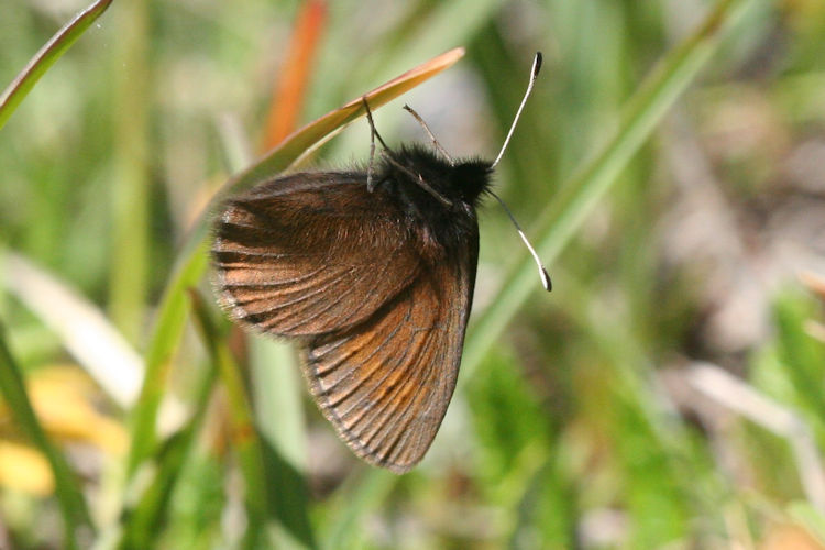 Erebia epiphron aetheria: Bild 19