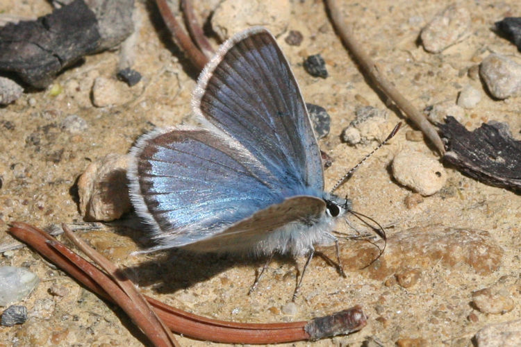 Polyommatus eros: Bild 3