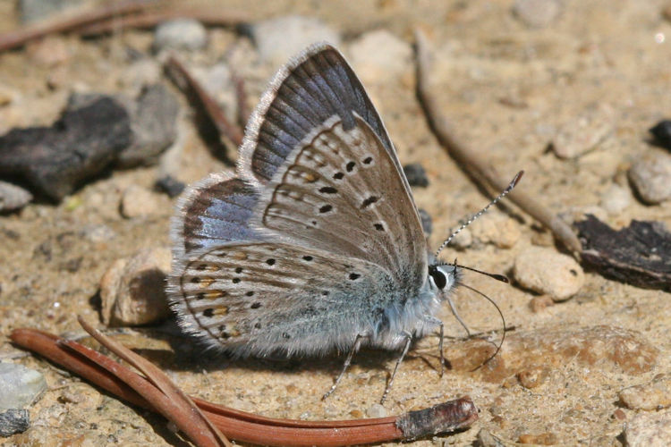 Polyommatus eros: Bild 10