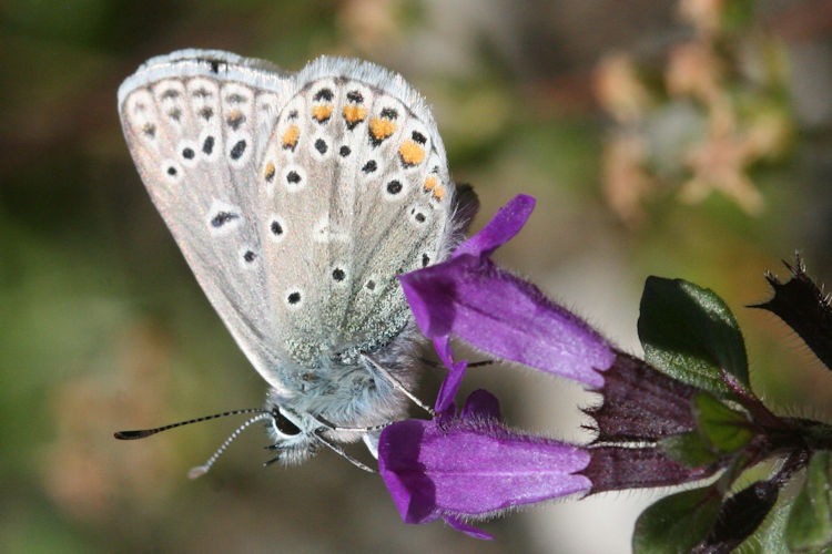 Polyommatus eros: Bild 11