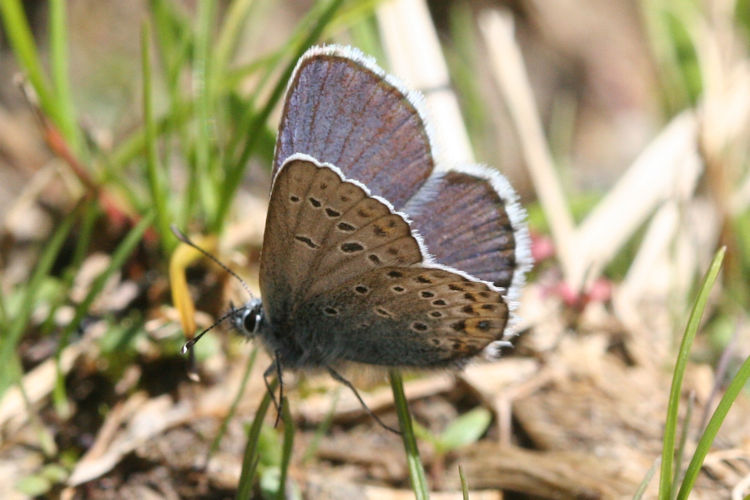 Plebejus idas: Bild 17