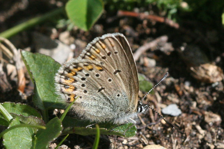 Plebejus idas: Bild 20