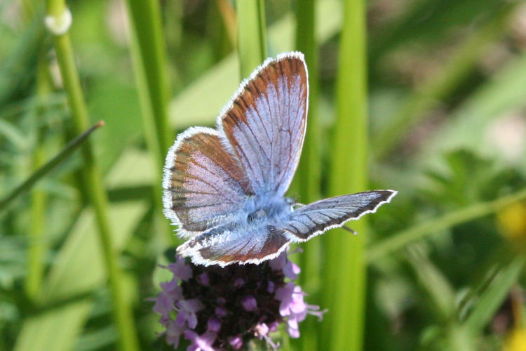 Plebejus argus: Bild 5