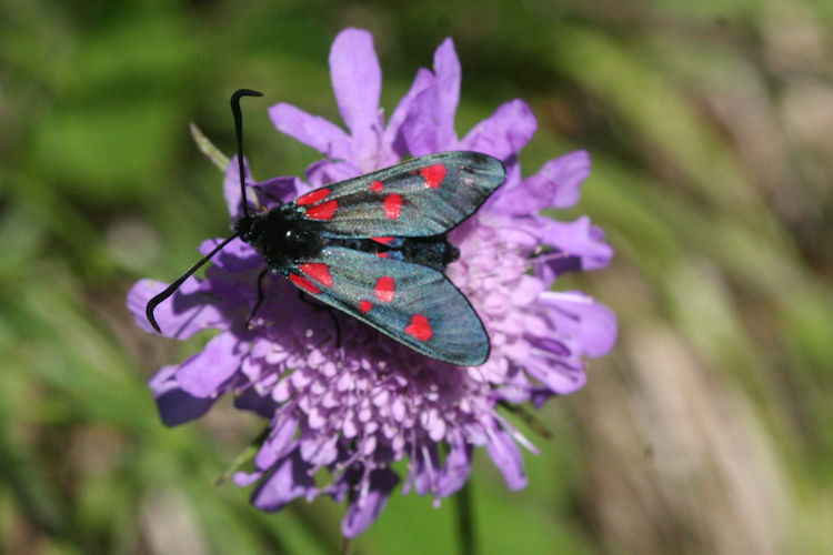 Zygaena lonicerae: Bild 1