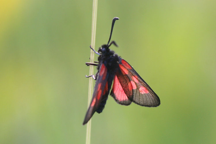 Zygaena viciae: Bild 3