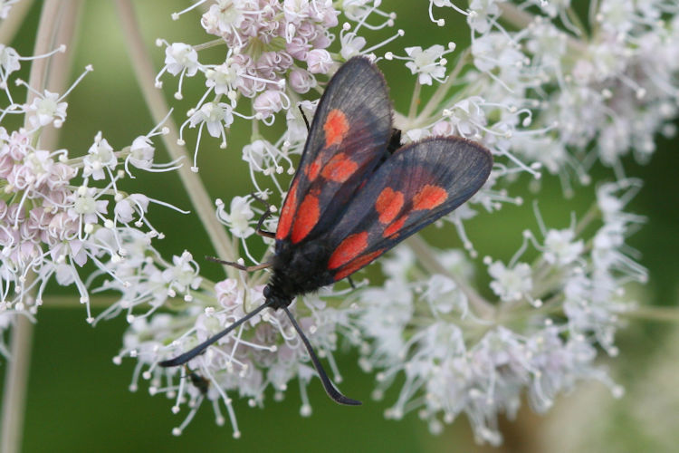 Zygaena viciae: Bild 4