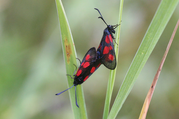 Zygaena viciae: Bild 11