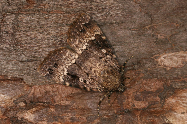 Amphipyra pyramidea: Bild 10
