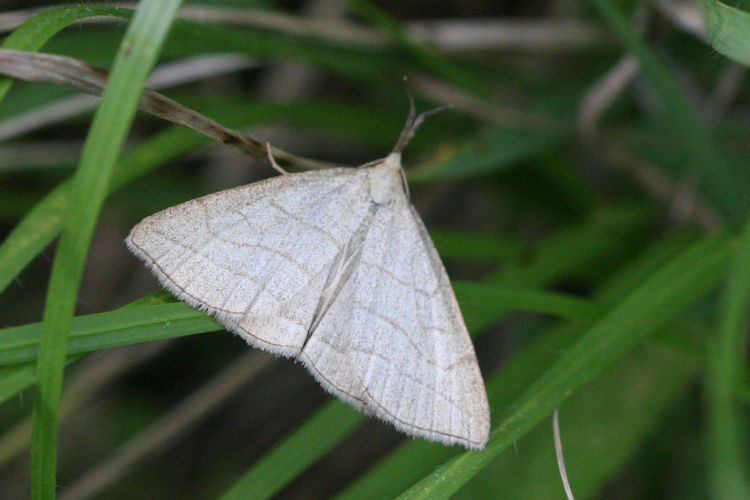 Polypogon tentacularia: Bild 2