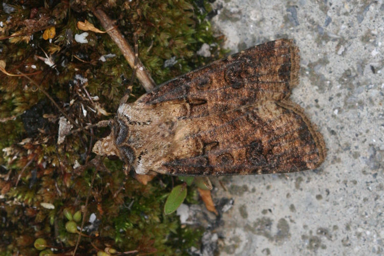 Agrotis clavis: Bild 7