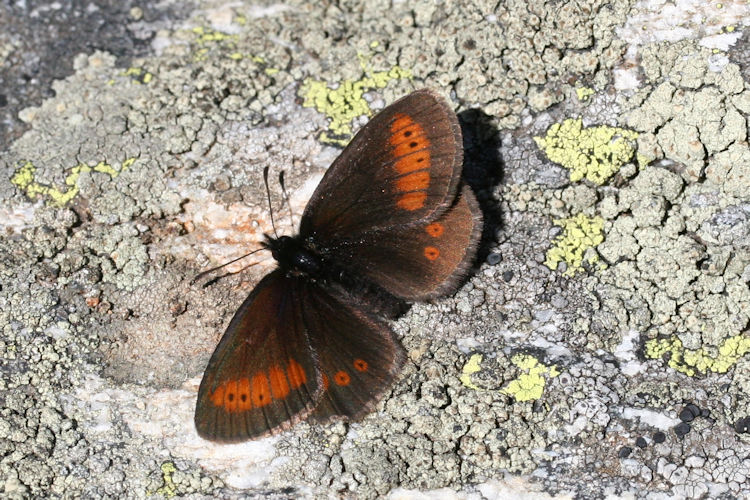 Erebia melampus: Bild 10