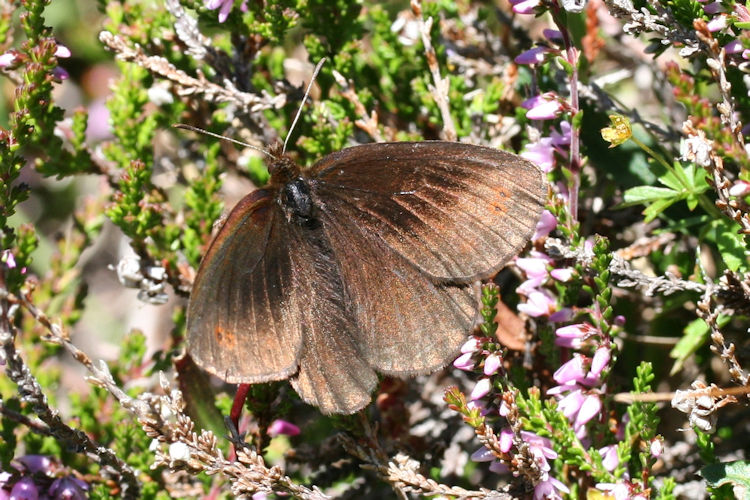 Erebia pronoe vergy: Bild 11