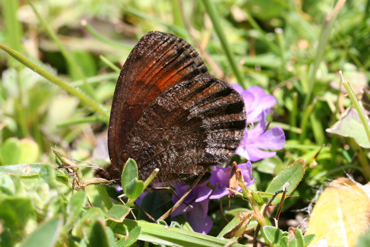 Erebia pronoe vergy: Bild 20