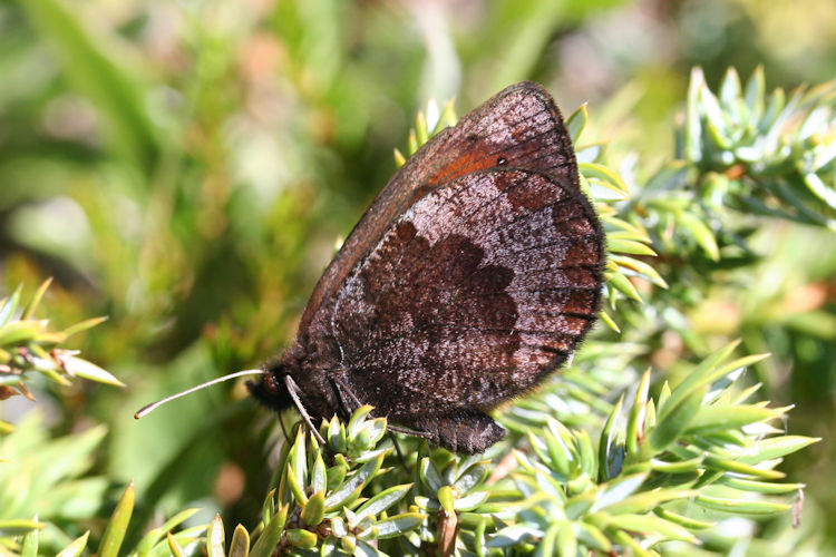 Erebia pronoe vergy: Bild 22